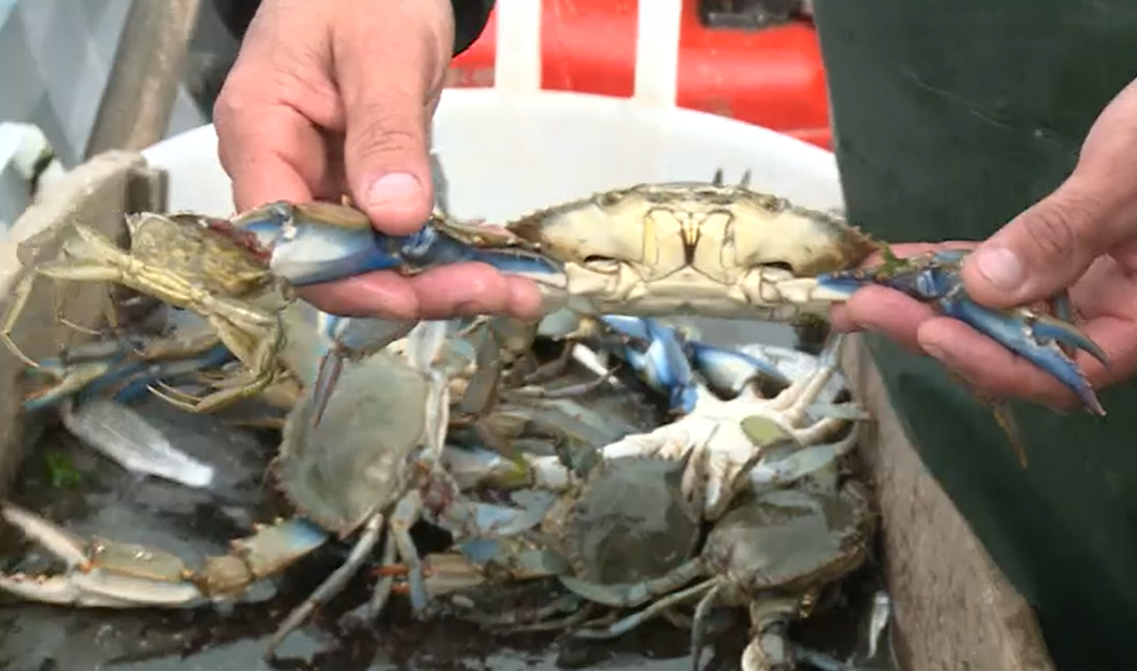 Il Granchio Blu Una Minaccia Anche Per La Pesca Nella Laguna Di Venezia