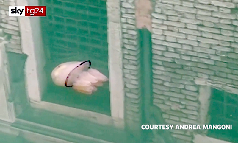 A Venezia le meduse (e non solo) nuotano nell’acqua limpida dei canali VIDEO