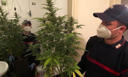Arresto in Giudecca: quarantenne coltivava marijuana in casa