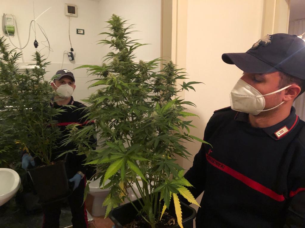 Arresto in Giudecca: quarantenne coltivava marijuana in casa