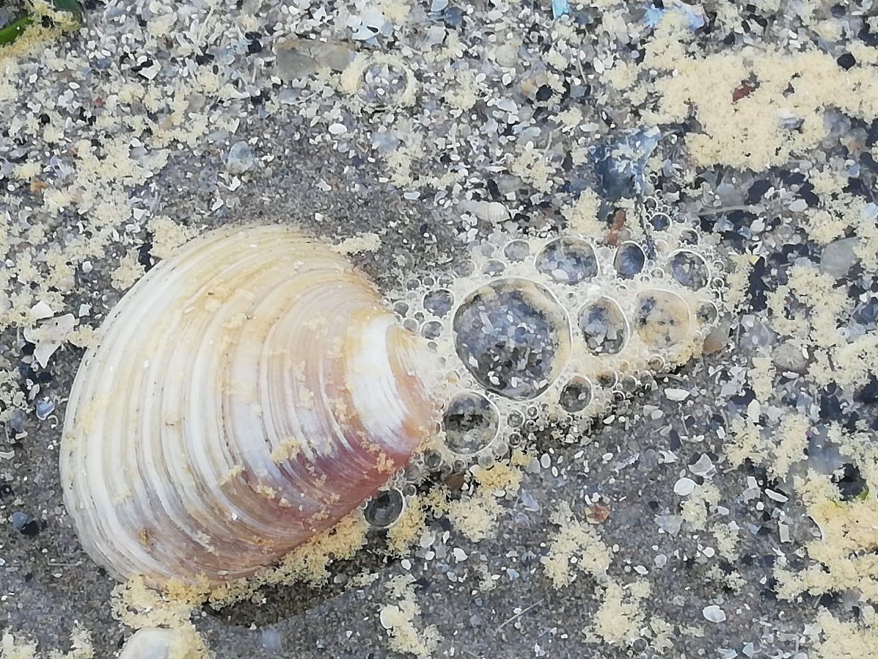 Caorle: ecco perché lo scorso weekend il mare era giallo…