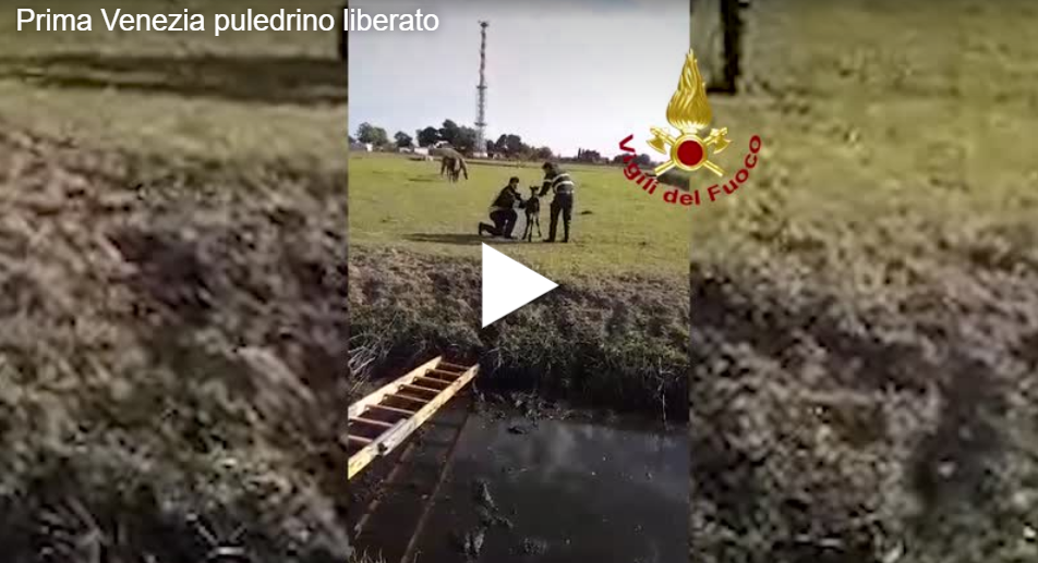 Puledrino salvato dai Vigili del Fuoco: era caduto in un canale a Cavallino – Treporti VIDEO