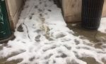 Sembra neve ma non è: violenta grandinata a Venezia FOTO e VIDEO