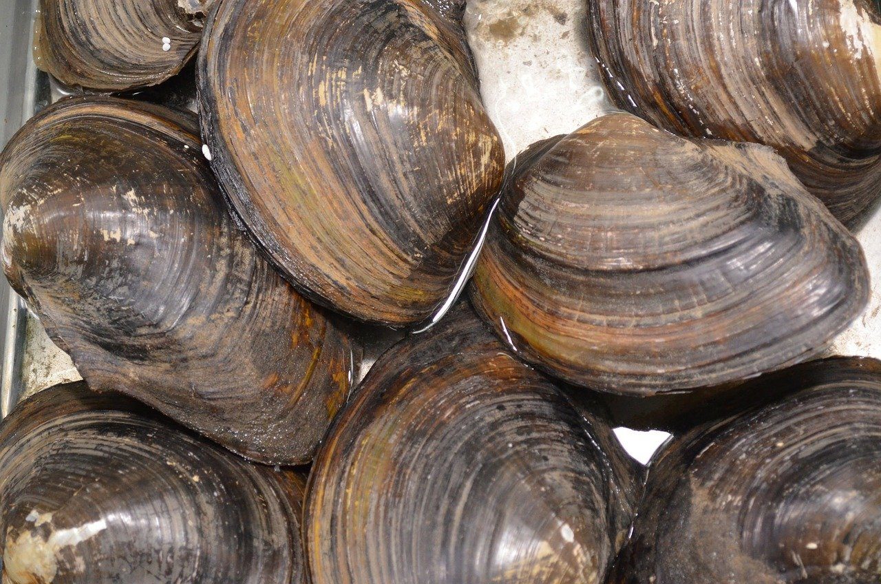 Chioggia, incontro della regione con il Conservificio allevatori molluschi: massima tutela per i lavoratori