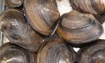 Chioggia, incontro della regione con il Conservificio allevatori molluschi: massima tutela per i lavoratori