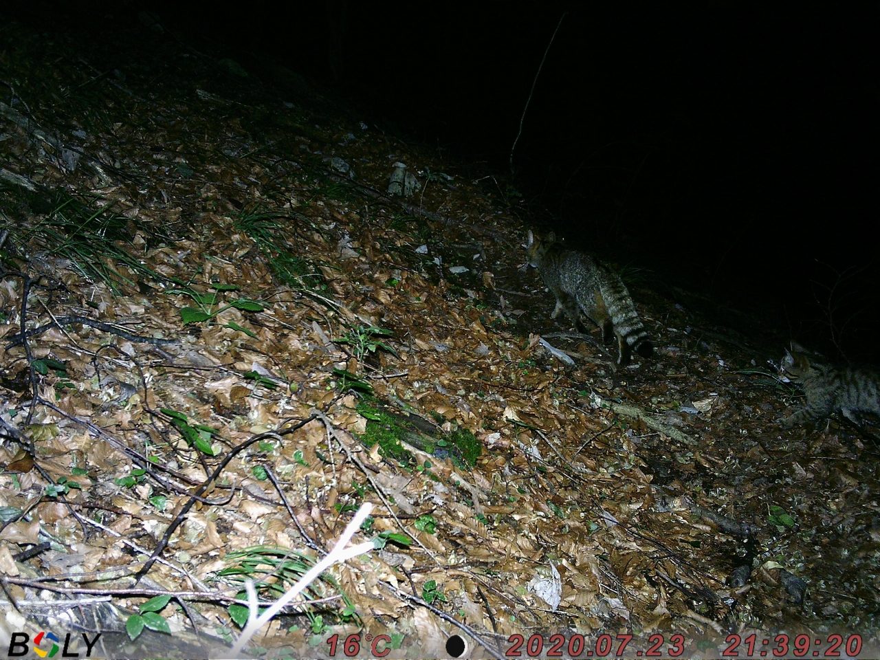 Parco delle Dolomiti Bellunesi, prima riproduzione accertata di gatto selvatico
