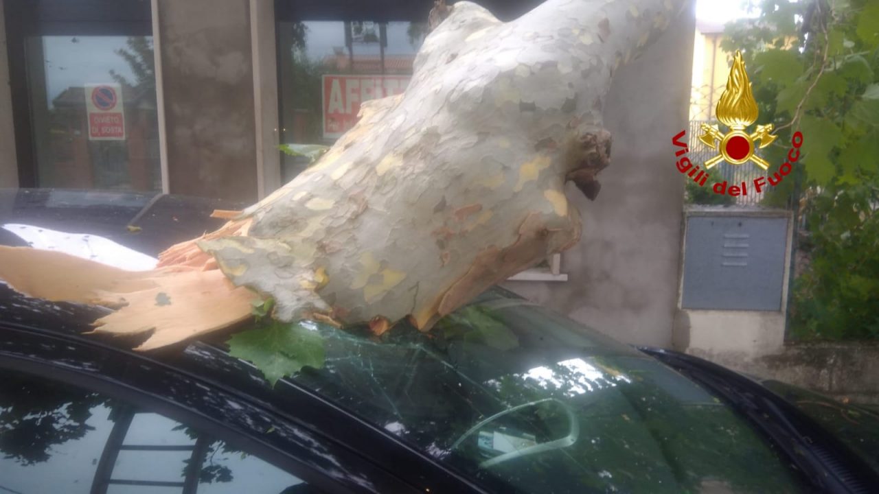 Maltempo nel Veneziano, albero precipita su un’auto a Chioggia: danneggiato anche a un negozio! – FOTO
