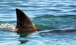 Uno squalo a Venezia, è mistero: "Lungo un metro, mi ha morso"