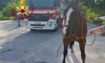 Fiume Piave, cavallo salvato dai Vigili del fuoco a Fossalta - VIDEO