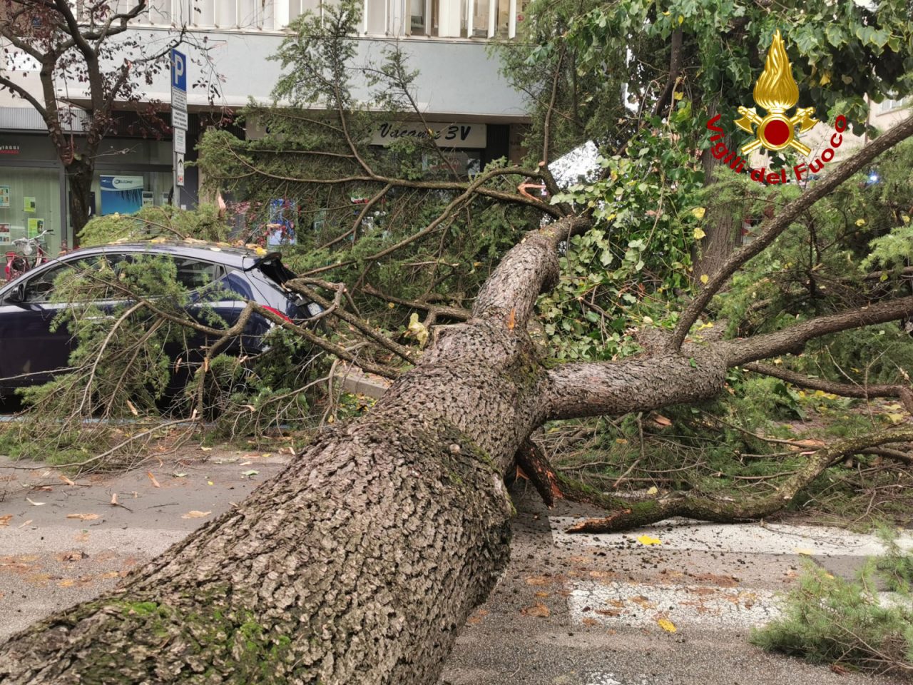 Pino marittimo precipita in strada a Mestre: Vigili del fuoco sul posto – GALLERY