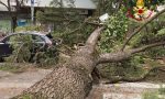 Pino marittimo precipita in strada a Mestre: Vigili del fuoco sul posto - GALLERY