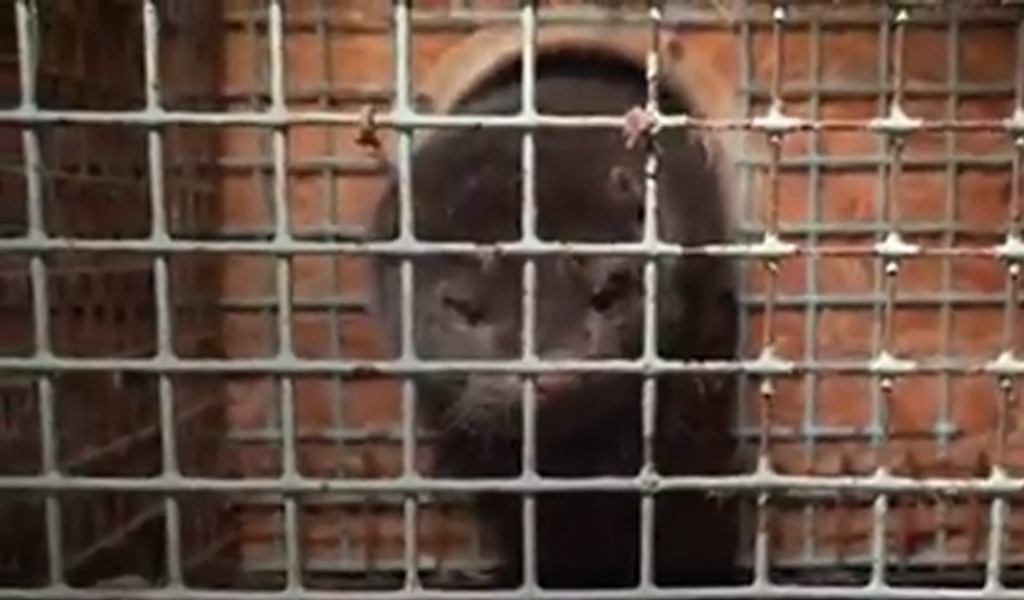 Covid mutato nei visoni: è allarme anche nello stabilimento di Scorzè? VIDEO