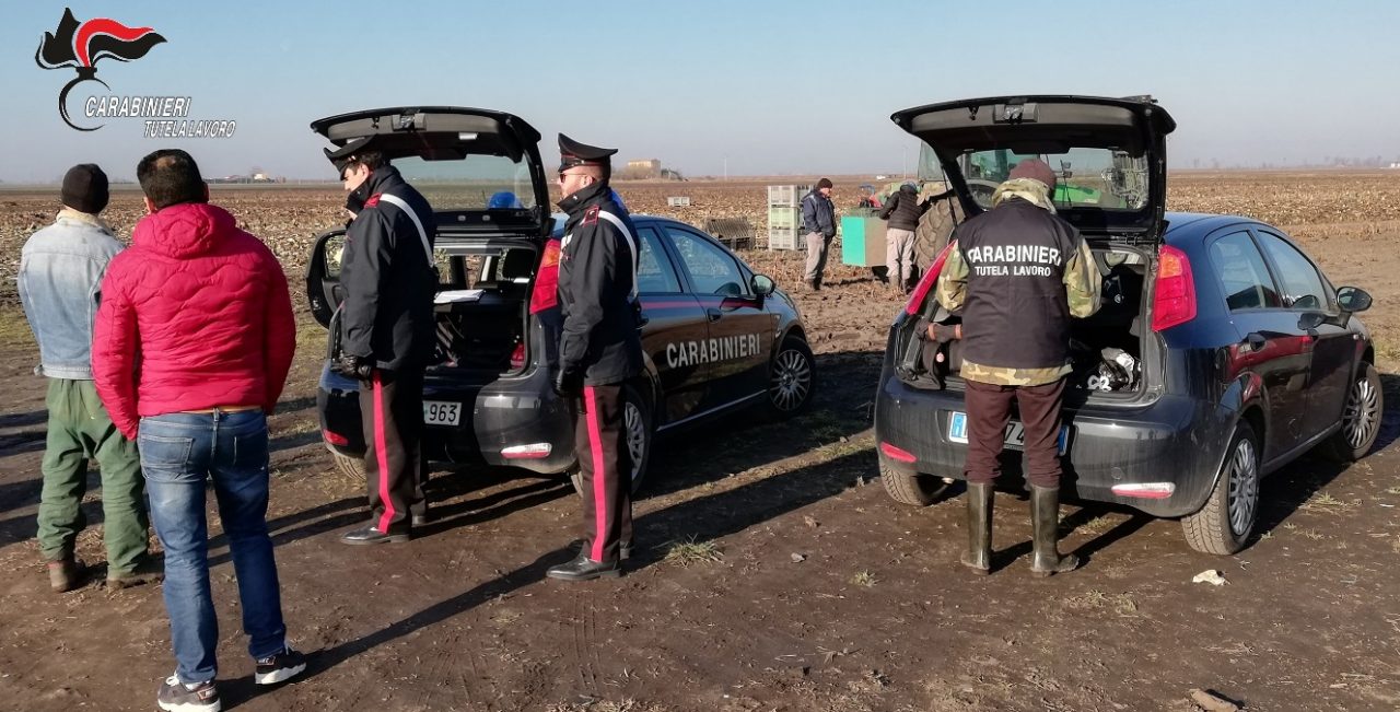 Lavoro nero e norme anti Covid violate, azienda agricola nei guai: sanzioni per 51mila euro!