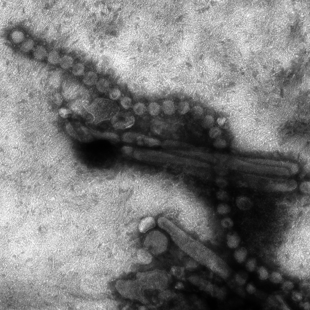 Aviaria in Veneto, uccelli positivi al virus altamente patogeno
