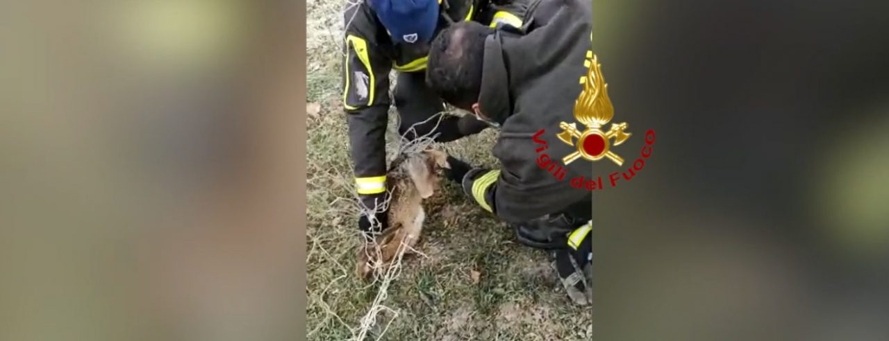 Lepre “bomber” va in goal ma resta incastrata nella rete: liberata dai Vigili del fuoco