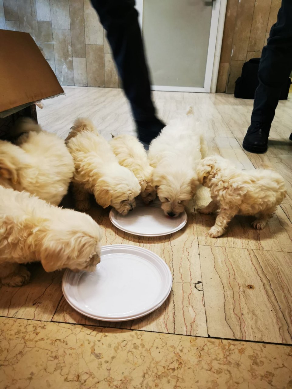 Traffico illecito di cuccioli di cane: due denunce per maltrattamento e abbandono animali