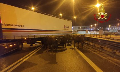 Le foto dei bovini sulla Romea dopo l'incendio del camion