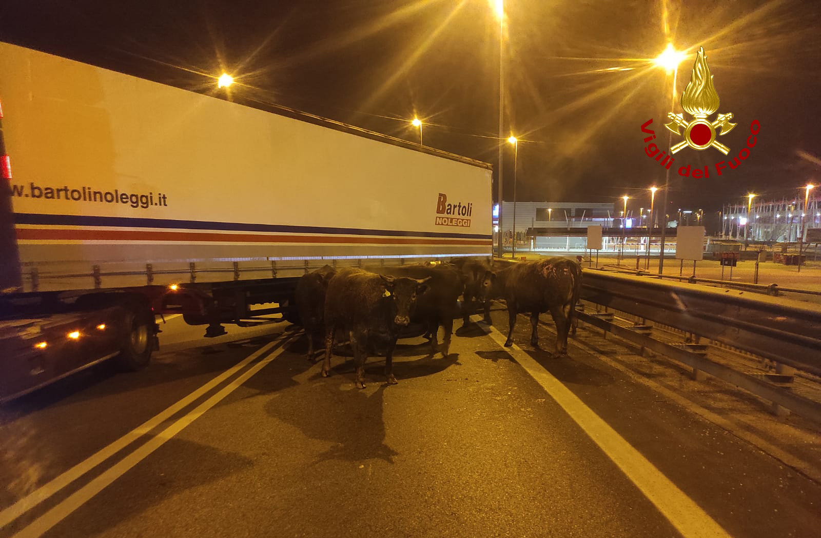 Le foto dei bovini sulla Romea dopo l'incendio del camion