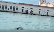L'incredibile video dei delfini in Canal Grande