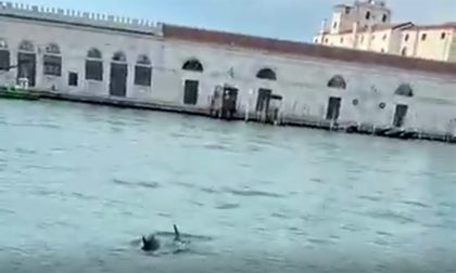L'incredibile video dei delfini in Canal Grande