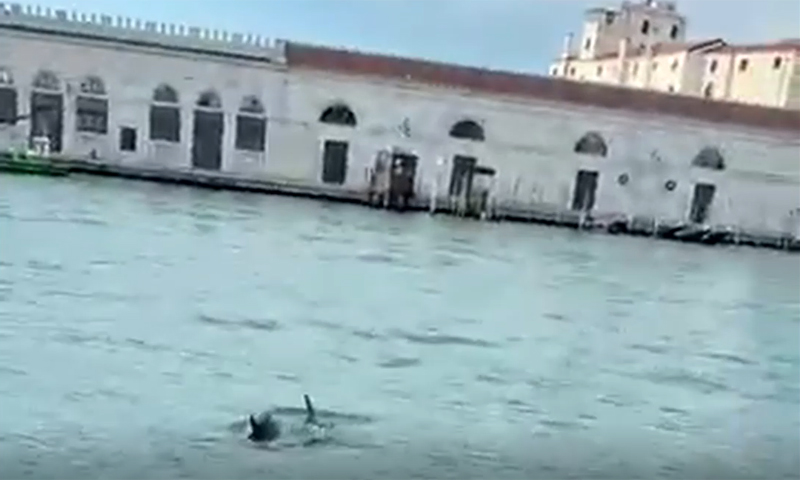 L’incredibile video dei delfini in Canal Grande