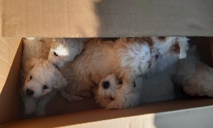 Cuccioli di maltese maltrattati: due denunce per traffico internazionale di animali