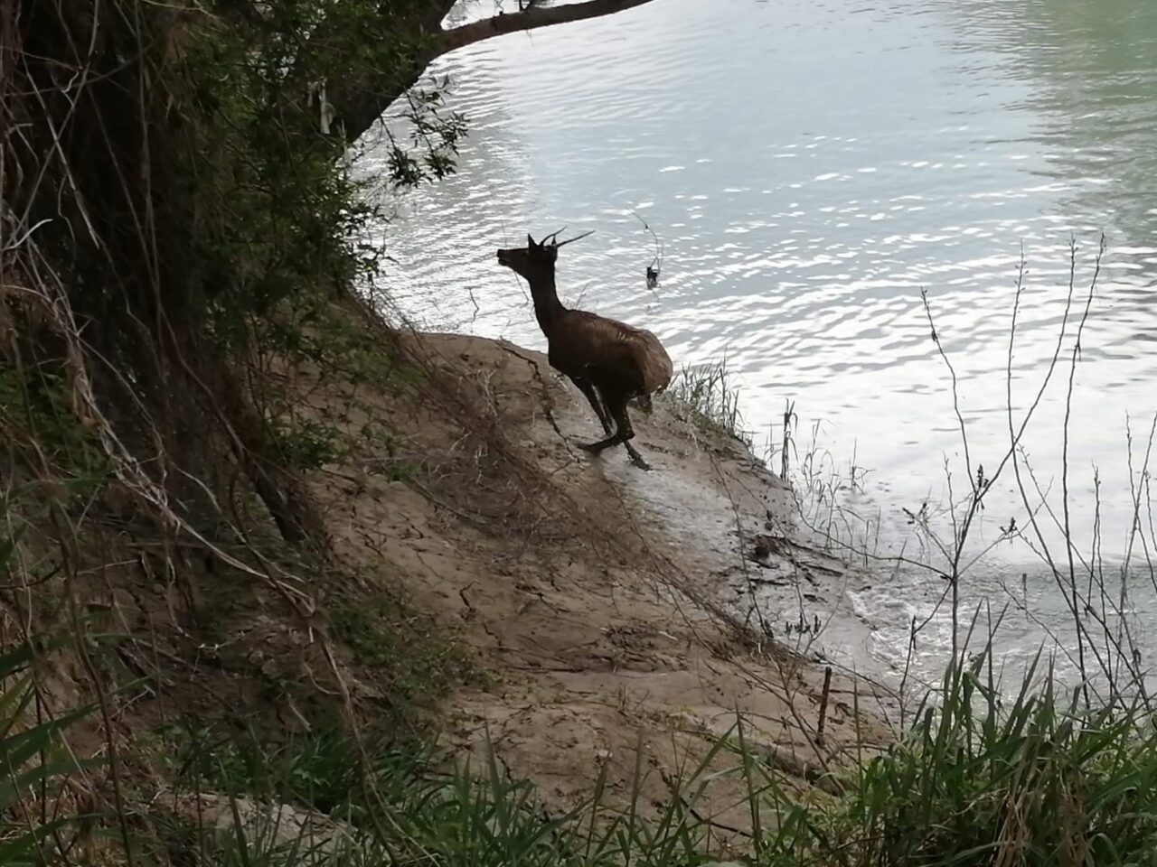 Dopo i delfini nel Canal Grande ora spunta un cervo lungo il Piave