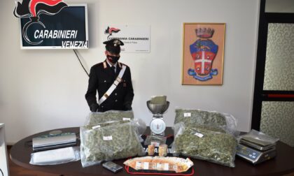 Professione: agente di commercio... di marijuana. 22enne di San Donà di Piave beccato con 6 chili d'erba