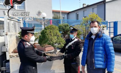 Ritrovati i preziosi bonsai rubati dal vivaio di Luca: ora tornano "a casa"