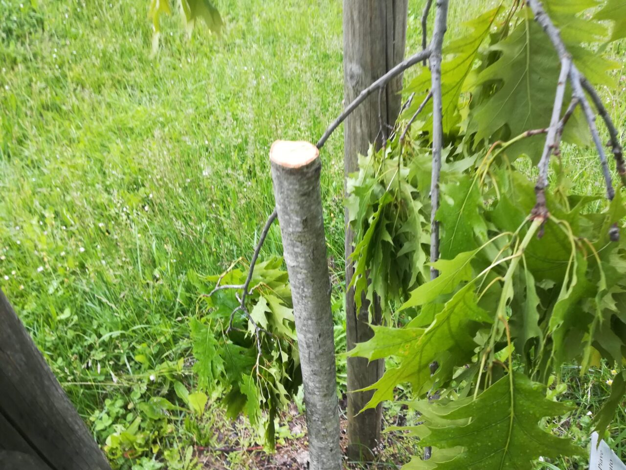 Vandalizzata la giovane quercia piantata in omaggio a Greta Thunberg