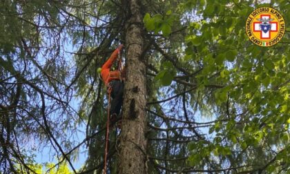 Precipita col parapendio e chiama i soccorsi dall’albero: 48enne veneziano salvato