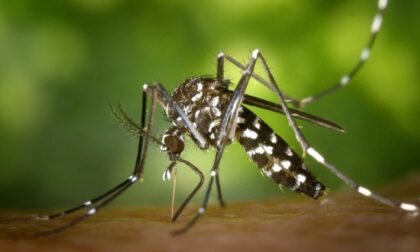 Uno studio rivela: zanzare e malaria proteggerebbero dal Covid