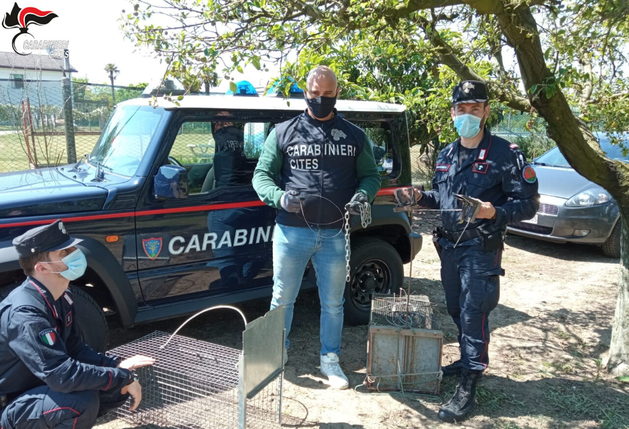 Volpe rossa intrappolata con un laccio-trappola illegale