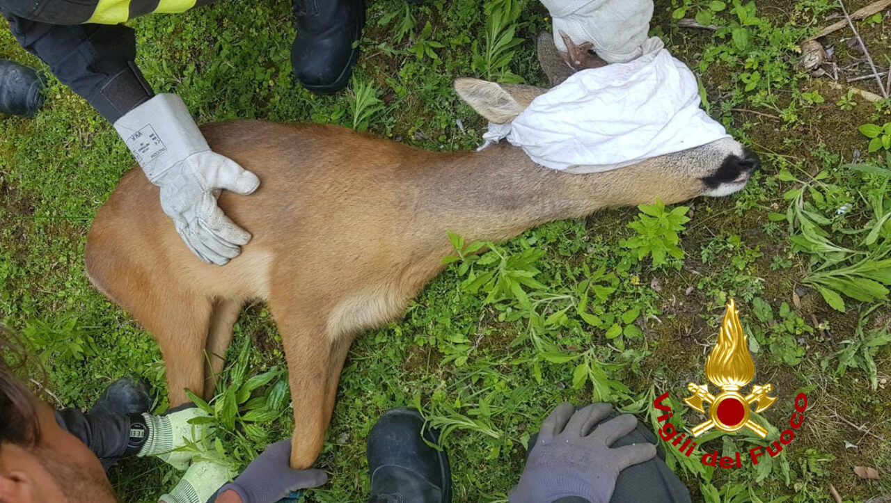 Attraversa la laguna di Venezia a nuoto ma poi è spaesato, capriolo salvato dai Vigili del fuoco