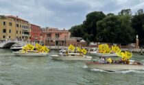 Città e campagne invase dai cinghiali: flash mob a Venezia