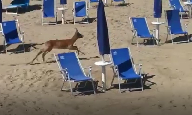 La natura incanta i bagnanti, il video del capriolo che “invade” la spiaggia di Bibione