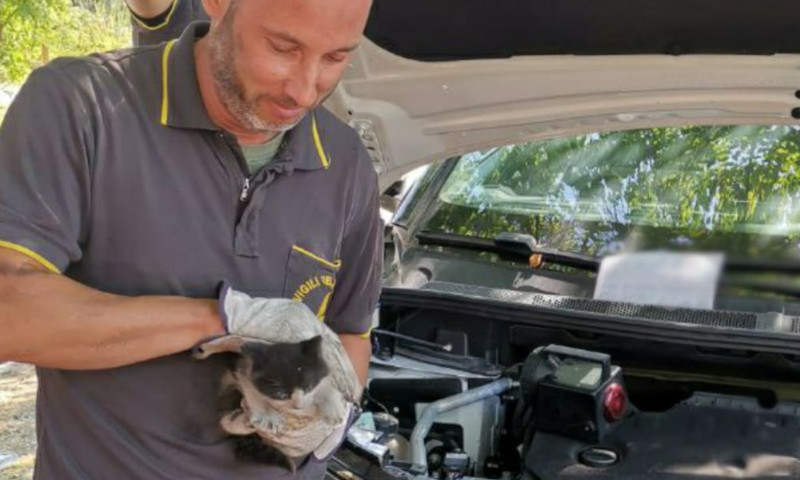 Il miagolio attira l’attenzione di una bimba, le immagini del gattino incastrato nel parafango di un’auto