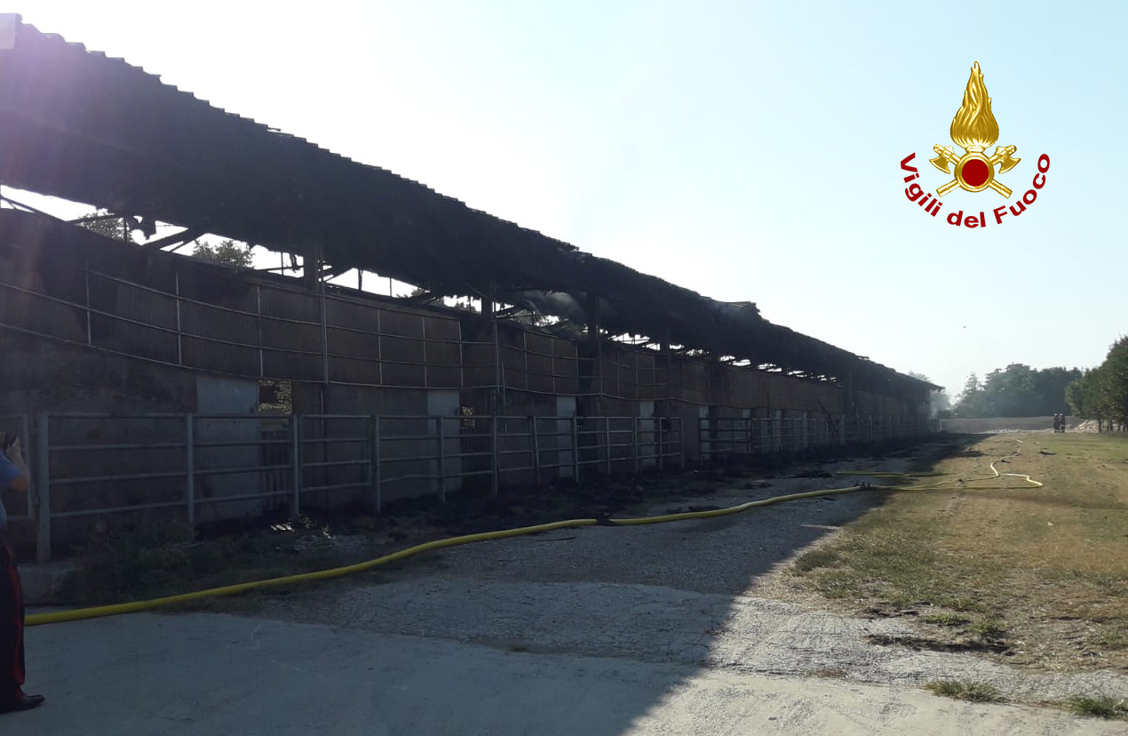 Incendio in un’azienda agricola, le immagini del rogo che ha coinvolto 220 bovini