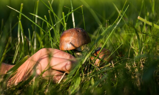 Una giornata a cercar funghi si trasforma in un incubo per un veneziano