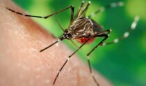 Zanzare positive al West Nile virus a Jesolo