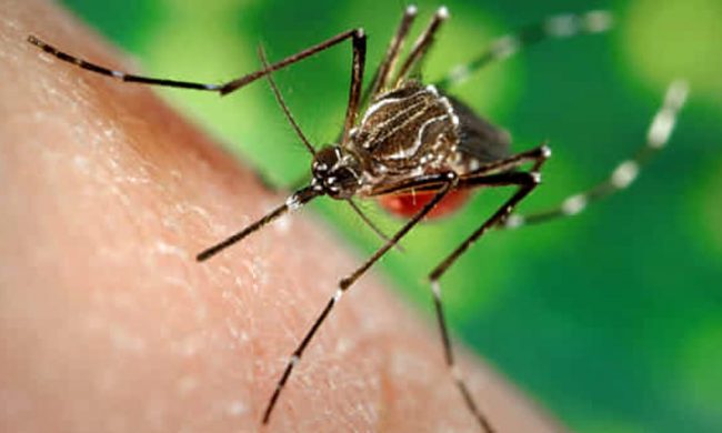 Primo caso di Chikungunya a Mestre, scatta la disinfestazione straordinaria