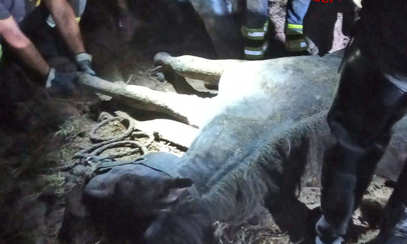 Cavallo impantanato a Cavallino: le emozionanti immagini del salvataggio