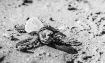 Addio tartarughe Caretta caretta: non ne nasceranno più