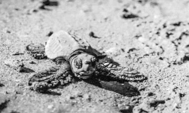 Addio tartarughe Caretta caretta: non ne nasceranno più