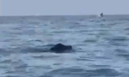 Venezia, il video virale del cinghiale che nuota in Laguna