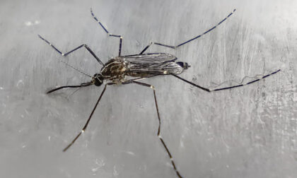 West Nile, primo caso nel veneziano: è un 67enne di Cavarzere