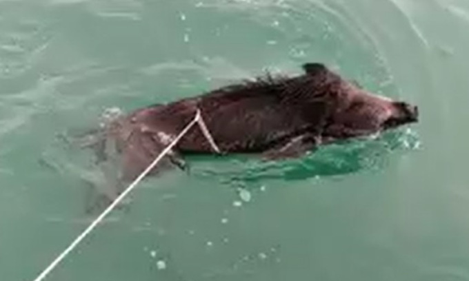 Legano con un laccio un cinghiale in mare aperto e poi si vantano sui social: ecco il video che è costato due denunce