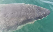 Il “finto” squalo fermato dal Mose e gli altri animali (veri) avvistati in Laguna