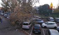 Le foto dell'imponente albero caduto nel parcheggio di fianco all'ospedale: otto auto distrutte