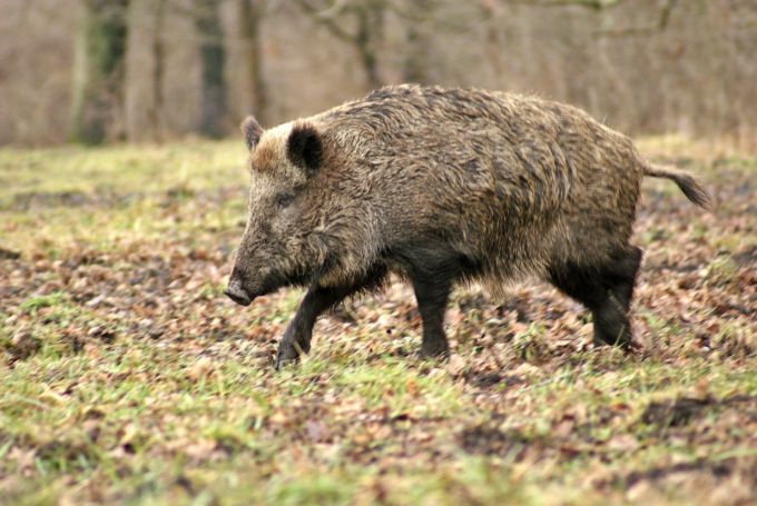 Allarme cinghiale in spiaggia a Pellestrina